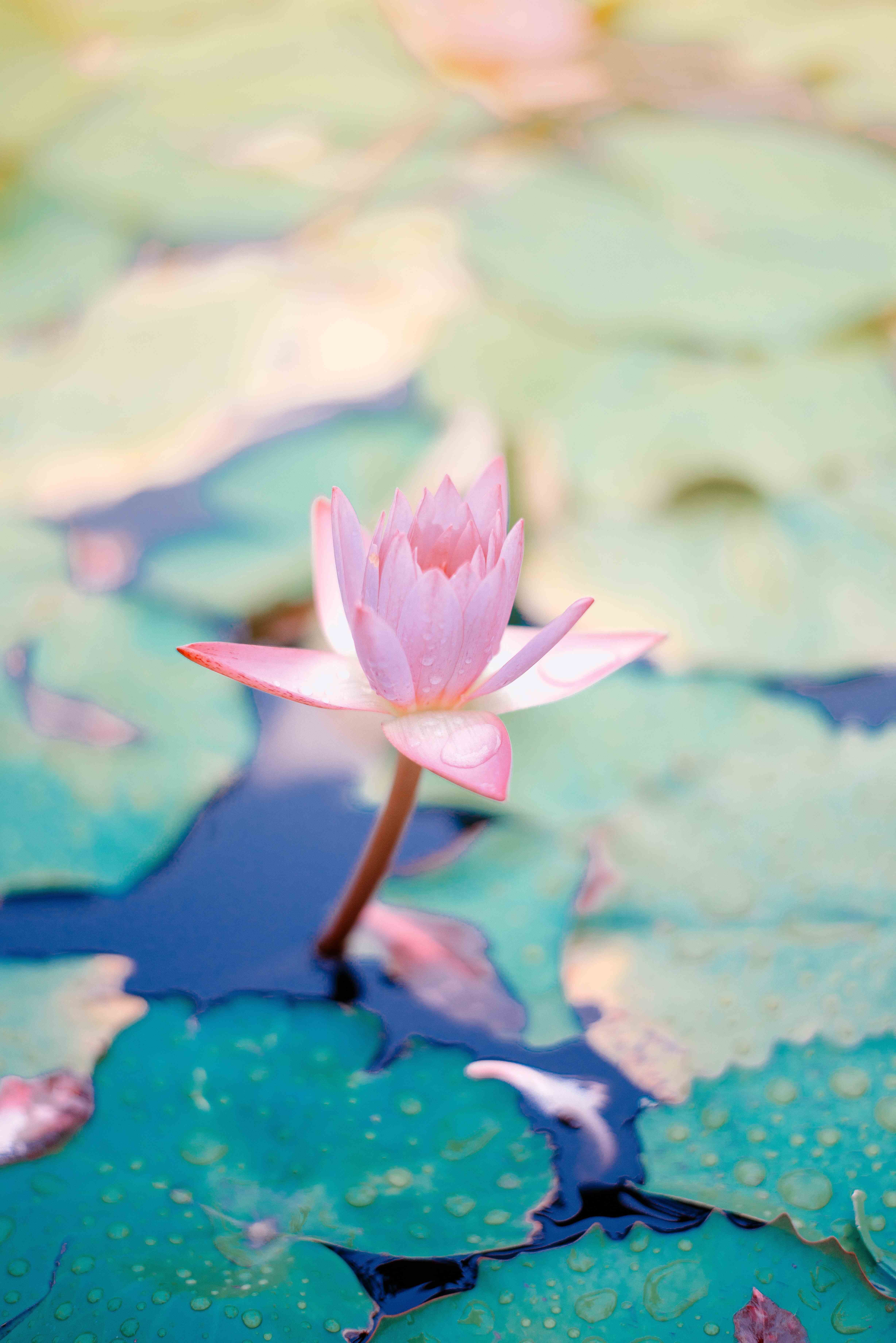 saffu Ct1Mx5OTn9A unsplash